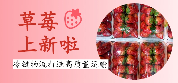 草莓“上新季”到来 冷链物流打造高质量运输